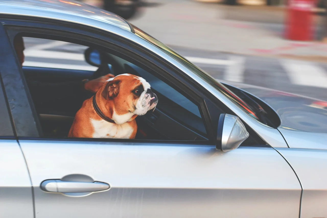 Car Detailing for Pet Owners Managing Fur and Odors